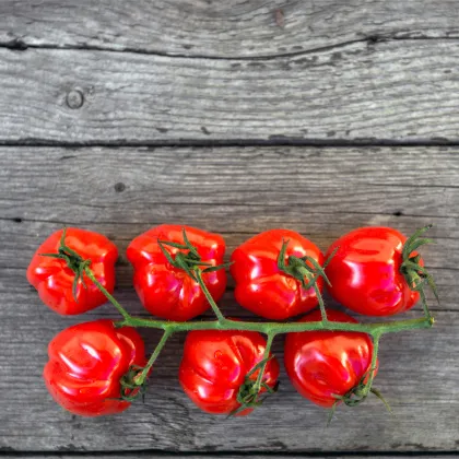 Paradajka kolíková Jahodo - Solanum lycopersicum - predaj semien - 25 ks