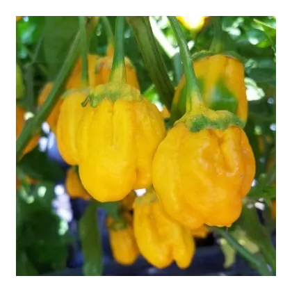 Chilli 7 Pot Bubblegum Yellow - Capsicum chinense - semená - 7 ks