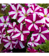 Petúnia Musica F1 Purple Star - Petunia x grandiflora - predaj semien - 30 ks