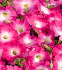 Petúnia Musica F1 Pink Morn - Petunia x grandiflora - predaj semien - 30 ks