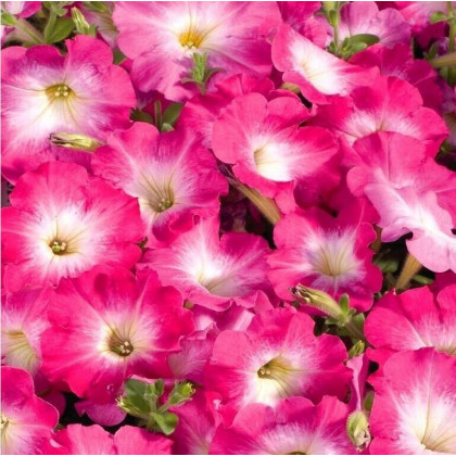 Petúnia Musica F1 Pink Morn - Petunia x grandiflora - predaj semien - 30 ks