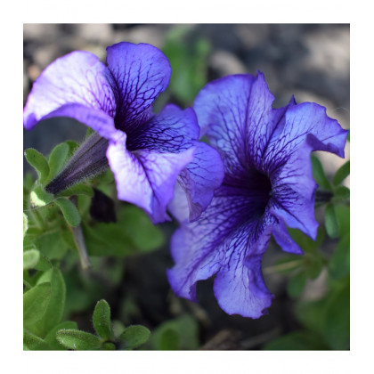 Petúnia Musica F1 Blue Vein - Petunia x grandiflora - predaj semien - 30 ks