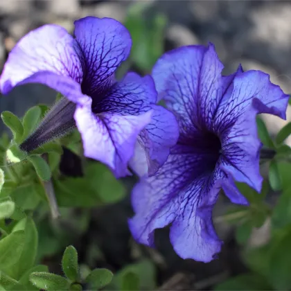 Petúnia Musica F1 Blue Vein - Petunia x grandiflora - predaj semien - 30 ks