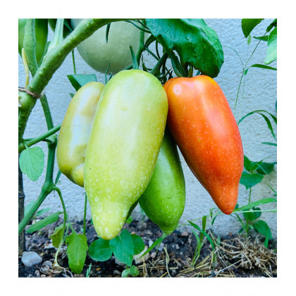Bio Paradajka Andine Cornue - Solanum lycopersicum - predaj bio semien - 8 ks