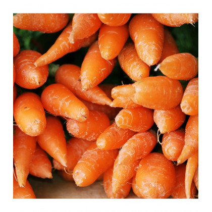 BIO Mrkva Chantenay - Daucus carota - predaj bio semien - 350 ks