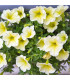 Petúnia Lavína Žltá hviezda F1 - Petunia pendula - predaj semien - 20 ks