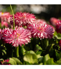 Sedmokráska Roggli ružová - Bellis perennis - predaj semien - 50 ks