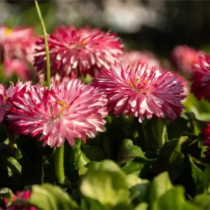 Sedmokráska Roggli ružová - Bellis perennis - predaj semien - 50 ks