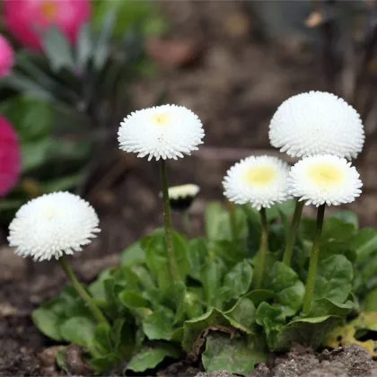 Sedmokráska Roggli biela - Bellis perennis - predaj semien sedmokrásky - 50 ks