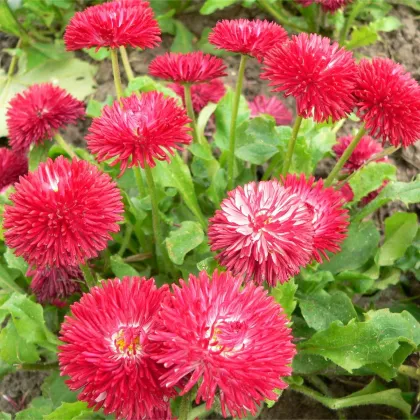 Sedmokráska Roggli červená - Bellis perennis - predaj semien sedmokrásky - 50 ks