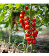 Paradajka Crokini F1 PhR - Solanum lycopersicum - predaj semien - 7 ks