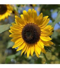 Slnečnica Sunspot - Helianthus annuus - predaj semien - 15 ks