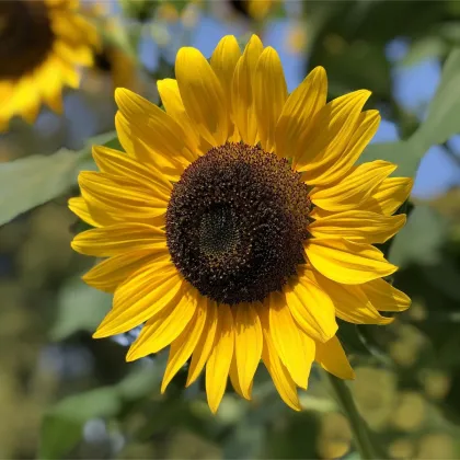 Slnečnica Sunspot - Helianthus annuus - predaj semien - 15 ks