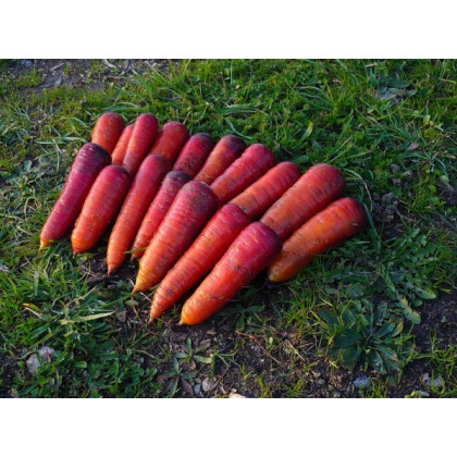 BIO Mrkva raná Rouge Sang - Daucus carota - predaj bio semien - 200 ks