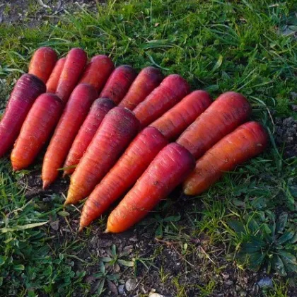 BIO Mrkva raná Rouge Sang - Daucus carota - predaj bio semien - 200 ks