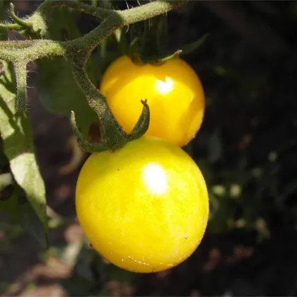 Paradajka Cerise žltá - Solanum lycopersicum - predaj semien paradajok - 10 ks