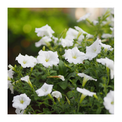 Petúnia Cascata F1 White - Petunia x atkinsiana - predaj semien - 10 ks