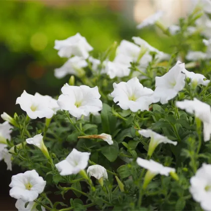 Petúnia Cascata F1 White - Petunia x atkinsiana - predaj semien - 10 ks