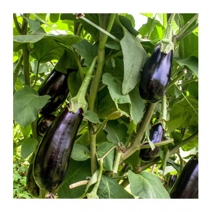 BIO Baklažán Meronda - Solanum melongena - predaj bio semien - 15 ks