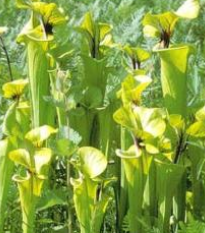 Špirlica flava var. ornata - Sarracenia flava - predaj semien - 10 ks