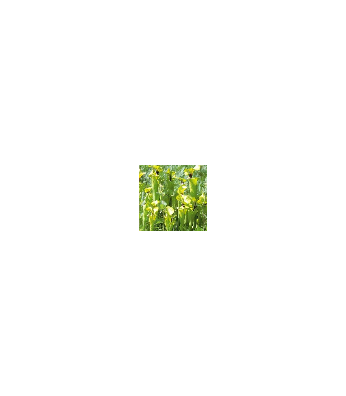 Špirlica flava var. ornata - Sarracenia flava - predaj semien - 10 ks