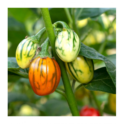Okrasný baklažán Striped Toga - Solanum melongena - predaj semien - 10 ks