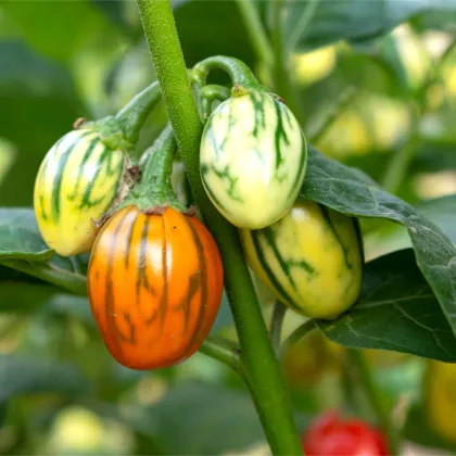 Okrasný baklažán Striped Toga - Solanum melongena - predaj semien - 10 ks