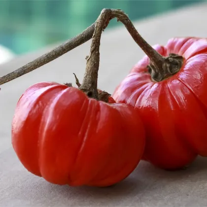 Okrasný baklažán Goyo - Solanum melongena - predaj semien - 10 ks