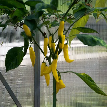 Chilli Aji Pineapple - Capsicum baccatum - predaj semien - 7 ks