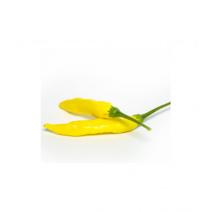 Chilli Aji Pineapple - Capsicum baccatum - predaj semien - 7 ks