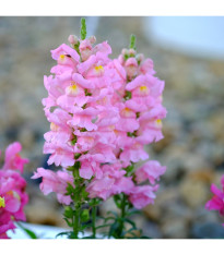 Papuľka väčšia svetloružová - Antirrhinum majus - predaj semien - 20 ks