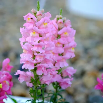 Papuľka väčšia svetloružová - Antirrhinum majus - predaj semien - 20 ks