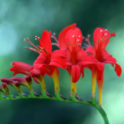 Montbrécia Lucifer - Crocosmia - predaj cibuľovín - 4 ks