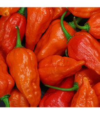 Chilli Bhut Jolokia oranžové - Capsicum chinense - predaj semien - 5 ks