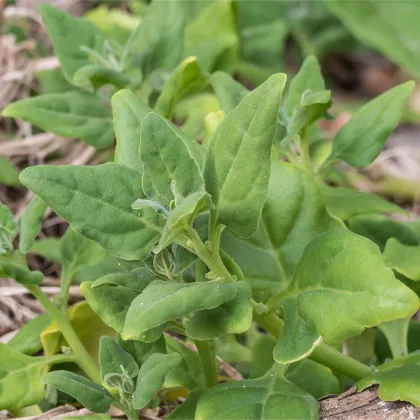 BIO Špenát novozélandský - Tetragonia tetragonoides - predaj bio semien - 30 ks