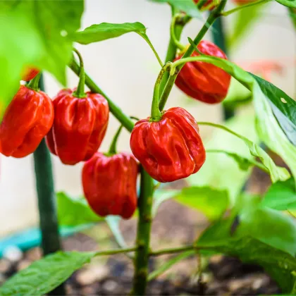 Brazílske korenie - Capsicum Chinense - semená chilli - 6 ks