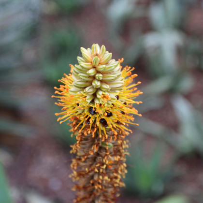 Aloe castanea - semiačka - 6 ks