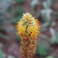 Aloe castanea - semiačka - 6 ks