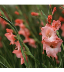 Gladiola Rose Supreme - Gladiolus - predaj cibuľovín - 3 ks