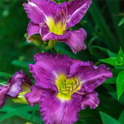 Ľaliovka Blue Sea - Hemerocallis - predaj cibuľovín - 1 ks