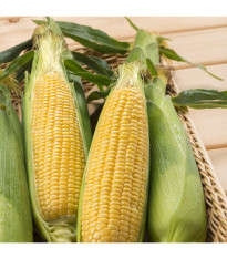 BIO Kukurica cukrová Golden Bantam - Zea mays - predaj bio semien - 16 ks