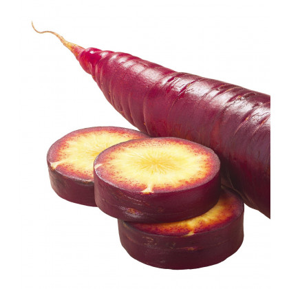 BIO Mrkva fialová Lila Lu SG - Daucus carota - predaj bio semien - 200 ks
