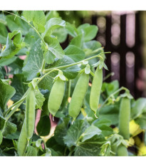 BIO Hrach dreňový Maxigolt - Pisum sativum - predaj bio semien - 35 ks