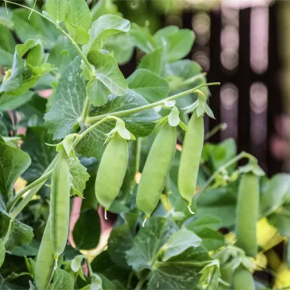 BIO Hrach dreňový Maxigolt - Pisum sativum - predaj bio semien - 35 ks