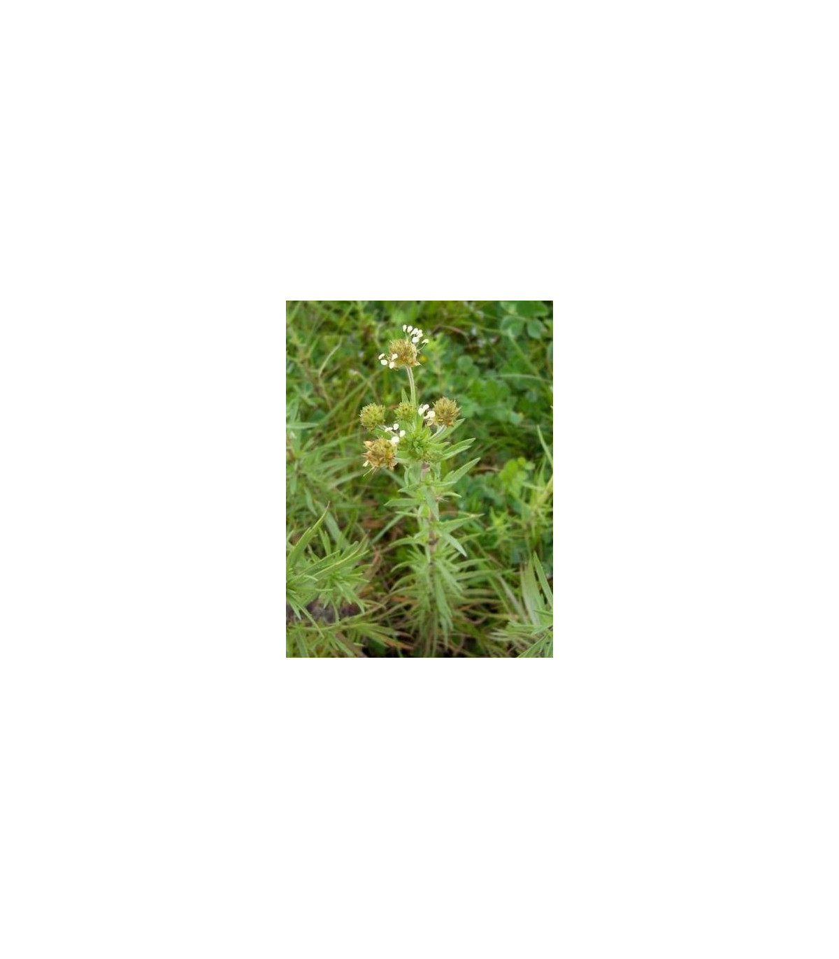 Skoroceľ indický - Plantago psyllium - semiačka - 40 ks