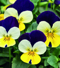 Fialka rohatá Lemon Purple Wing - Viola cornuta - predaj semien - 20 ks