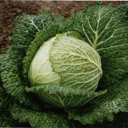 Kel hlávkový Verita F1 - Brassica oleracea - semiačka - 110 ks