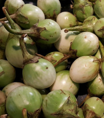 Baklažán Zelené jablko - Solanum melongena - predaj semien baklažánu - 6 ks