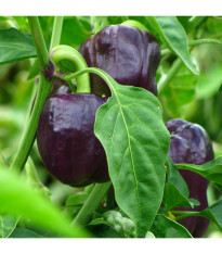 BIO Paprika Babybell chocolate - Capsicum annuum - predaj bio semien - 10 ks