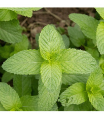 BIO Mäta klasnatá - Mentha viridis - predaj bio semien - 25 ks